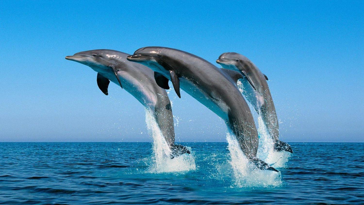 Facts About Dolphin