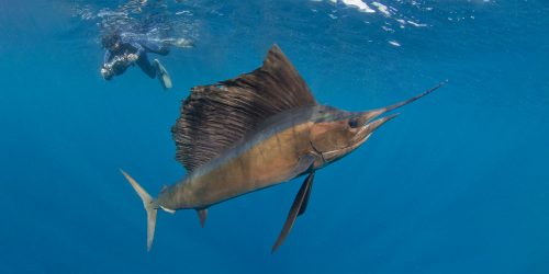 Fastest Sea Animals review Fastest Sea Animals review