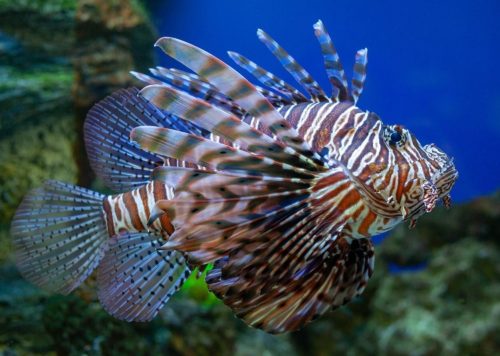 Most Dangerous Fish In The world