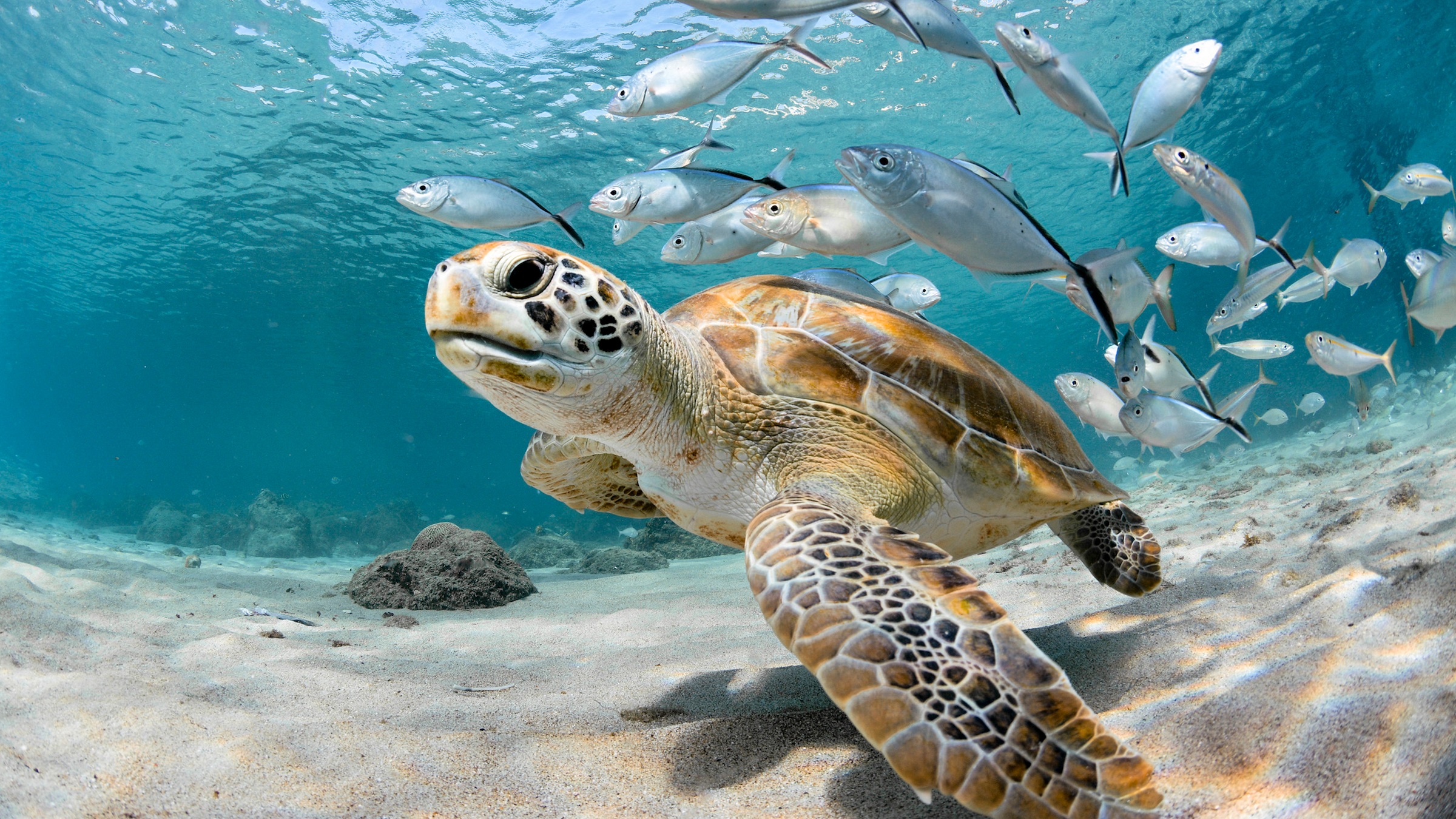 Ocean Animals