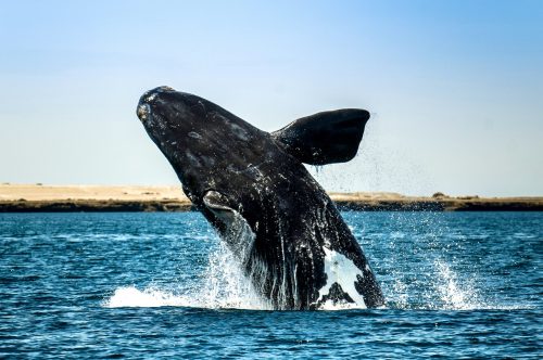 Types Of Whales