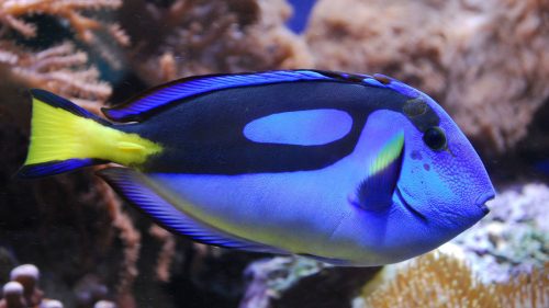 What Kinda Fish Is Dory